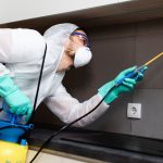 Cara Efektif Membasmi Rayap dengan Teknologi Terkini