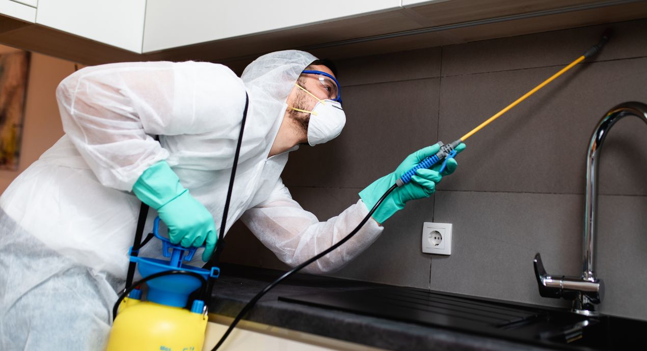 Cara Efektif Membasmi Rayap dengan Teknologi Terkini